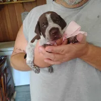 Genevieve, a female German Shorthaired Pointer for sale in Defuniak Springs, FL – 1 of 10