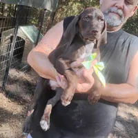Homer , a male German Shorthaired Pointer for sale in Defuniak Springs, FL – 9 of 10