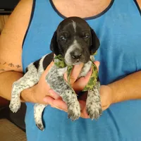 Rocky Road, a male German Shorthaired Pointer for sale in Defuniak Springs, FL – 9 of 9