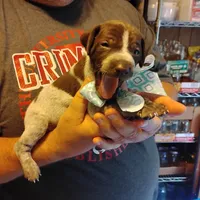 Foghorn Leghorn, a male German Shorthaired Pointer for sale in Defuniak Springs, FL – 7 of 9