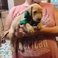 Timmy , a male Labrador Retriever for sale in Defuniak Springs, FL – 8 of 8