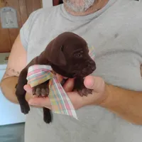 Patricia, a female German Shorthaired Pointer for sale in Defuniak Springs, FL – 5 of 9