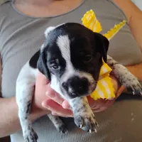 Molly, a female German Shorthaired Pointer for sale in Defuniak Springs, FL – Photo 2 of 6
