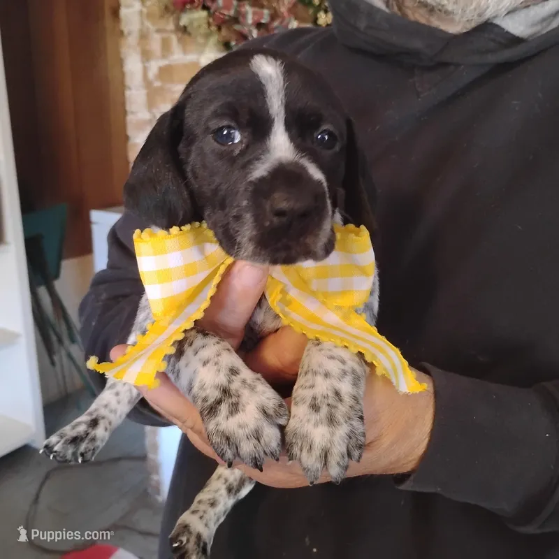 Molly – German Shorthaired Pointer puppy for sale in Defuniak Springs, FL