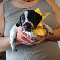 Molly, a female German Shorthaired Pointer for sale in Defuniak Springs, FL – Photo 1 of 6