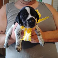 Molly, a female German Shorthaired Pointer for sale in Defuniak Springs, FL – Photo 3 of 6