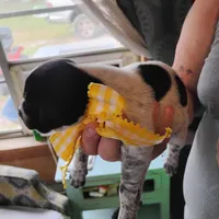 Molly, a female German Shorthaired Pointer for sale in Defuniak Springs, FL – Photo 4 of 6