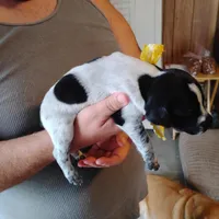 Molly, a female German Shorthaired Pointer for sale in Defuniak Springs, FL – Photo 5 of 6