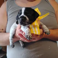 Molly, a female German Shorthaired Pointer for sale in Defuniak Springs, FL – Photo 6 of 6