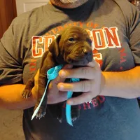 Elmer Fudd , a male German Shorthaired Pointer for sale in Defuniak Springs, FL – 7 of 7