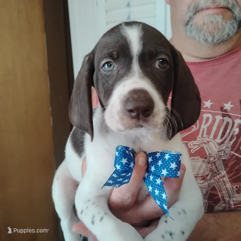 Barracuda – German Shorthaired Pointer puppy for sale in Defuniak Springs, FL