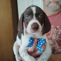Barracuda, a male German Shorthaired Pointer for sale in Defuniak Springs, FL – 1 of 6