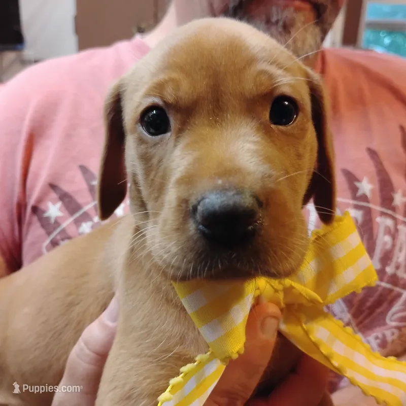 Sunny Flower – Labrador Retriever puppy for sale in Defuniak Springs, FL
