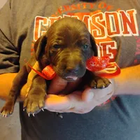 Speedy Gonzales, a male German Shorthaired Pointer for sale in Defuniak Springs, FL – 1 of 6