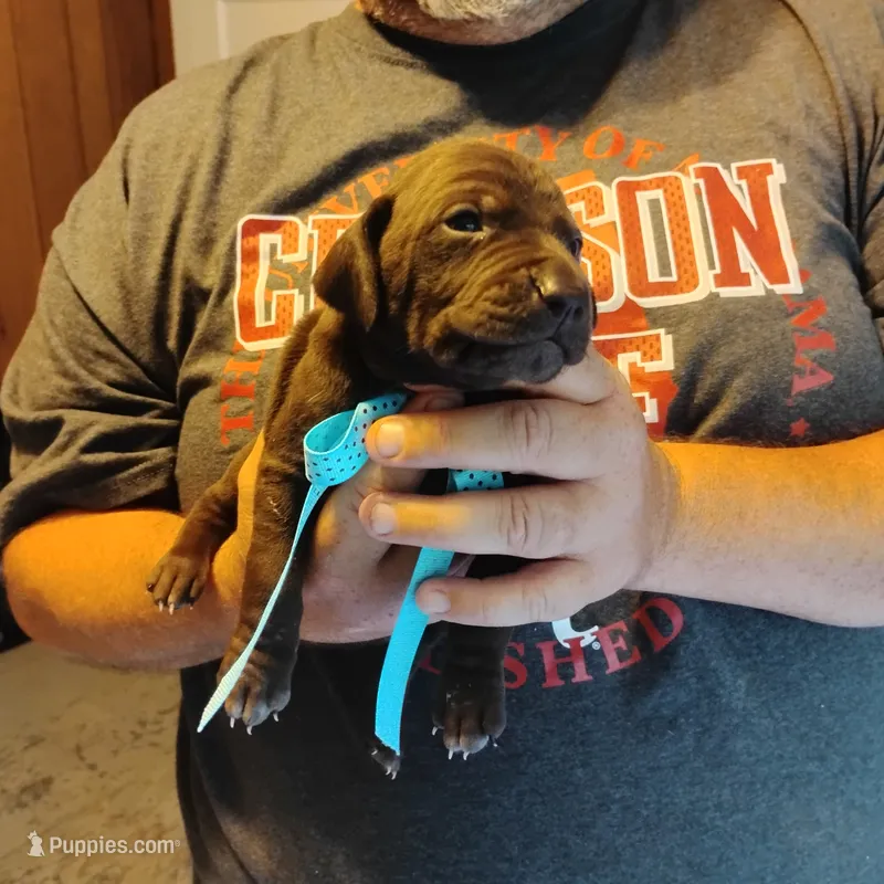 Elmer Fudd  – German Shorthaired Pointer puppy for sale in Defuniak Springs, FL