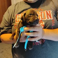 Elmer Fudd , a male German Shorthaired Pointer for sale in Defuniak Springs, FL – 1 of 7