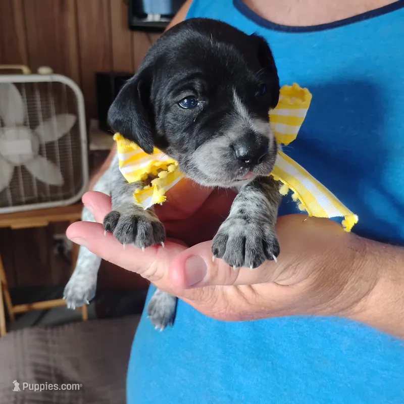 Peach Cobbler – German Shorthaired Pointer puppy for sale in Defuniak Springs, FL