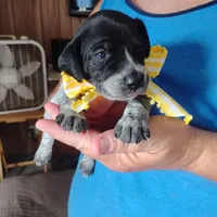 Peach Cobbler, a female German Shorthaired Pointer for sale in Defuniak Springs, FL – 1 of 9