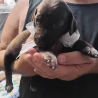 Tweety, a female German Shorthaired Pointer for sale in Defuniak Springs, FL – 6 of 7