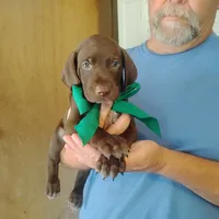 Sigmond , a male German Shorthaired Pointer for sale in Defuniak Springs, FL – 5 of 10