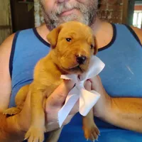 Ollie, a male Labrador Retriever for sale in Defuniak Springs, FL – 2 of 8