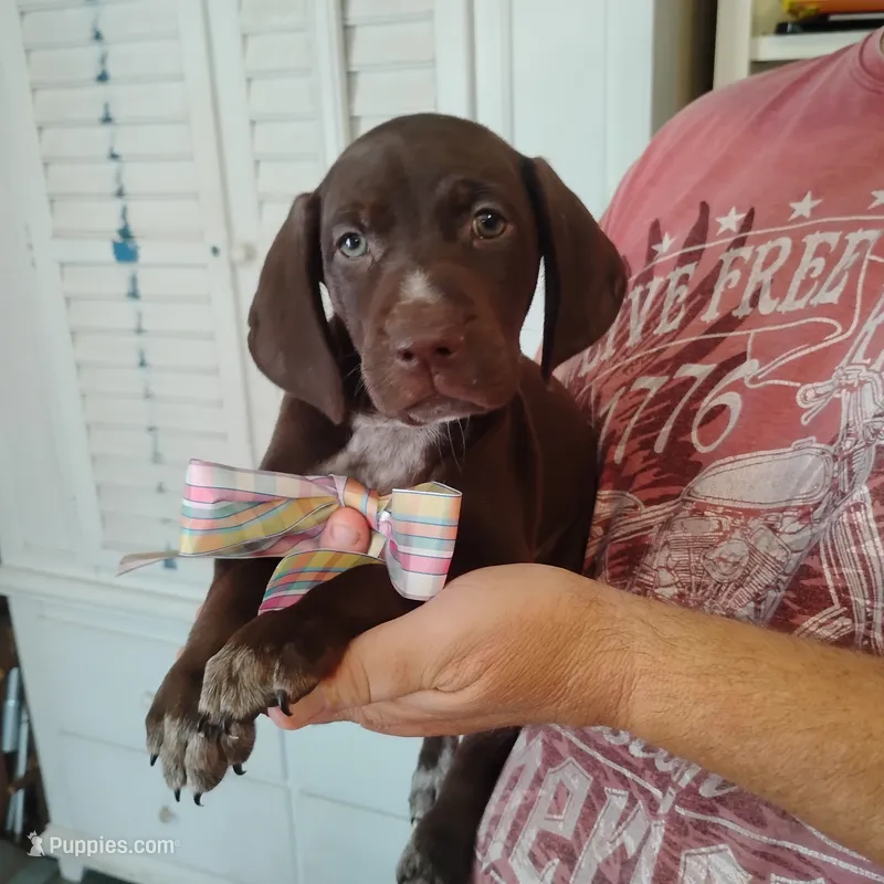 Remora – German Shorthaired Pointer puppy for sale in Defuniak Springs, FL