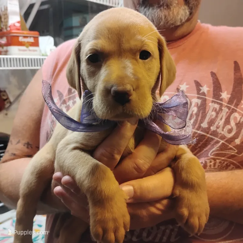 Lilac – Labrador Retriever puppy for sale in Defuniak Springs, FL