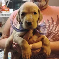 Lilac, a female Labrador Retriever for sale in Defuniak Springs, FL – 1 of 8