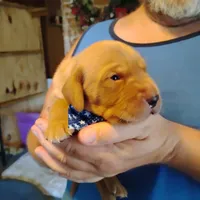 Jeffrey , a male Labrador Retriever for sale in Defuniak Springs, FL – 6 of 7