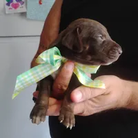 Homer , a male German Shorthaired Pointer for sale in Defuniak Springs, FL – 9 of 10
