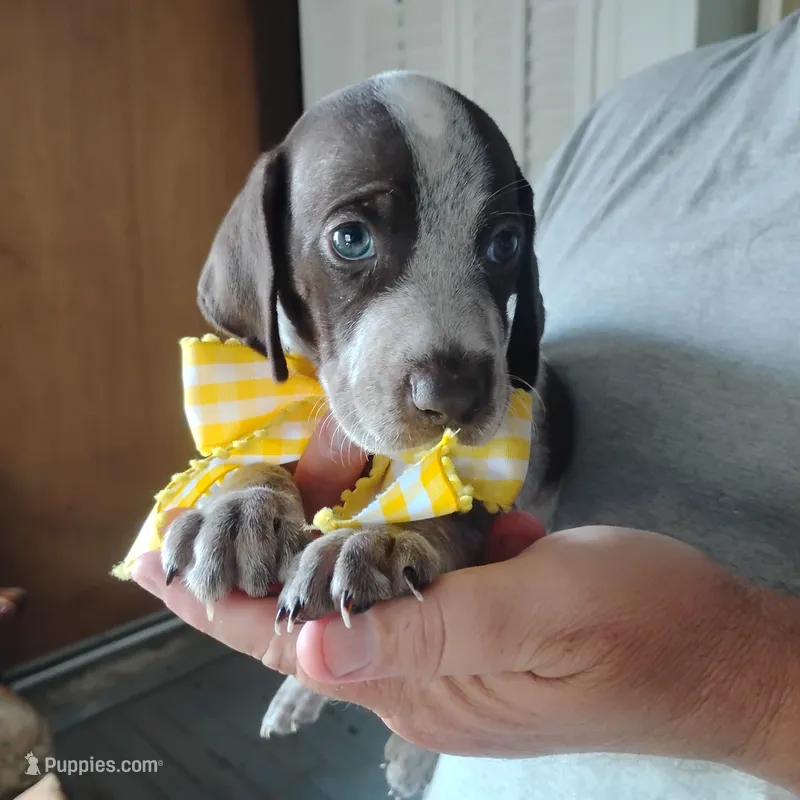 Lady fish  – German Shorthaired Pointer puppy for sale in Defuniak Springs, FL