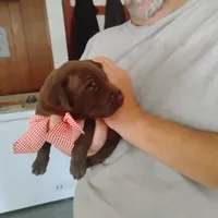 Evelyn, a female German Shorthaired Pointer for sale in Defuniak Springs, FL – 8 of 8