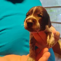 Clark, a male German Shorthaired Pointer for sale in Defuniak Springs, FL – 2 of 8