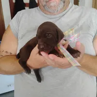 Patricia, a female German Shorthaired Pointer for sale in Defuniak Springs, FL – 9 of 9