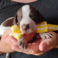 Lady fish , a female German Shorthaired Pointer for sale in Defuniak Springs, FL – 6 of 8
