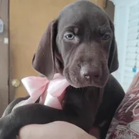 Guppy, a female German Shorthaired Pointer for sale in Defuniak Springs, FL – 1 of 8