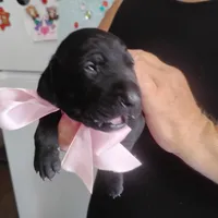 Winnie, a female German Shorthaired Pointer for sale in Defuniak Springs, FL – 7 of 7