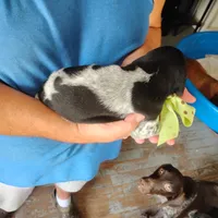 Spumoni , a male German Shorthaired Pointer for sale in Defuniak Springs, FL – 6 of 8