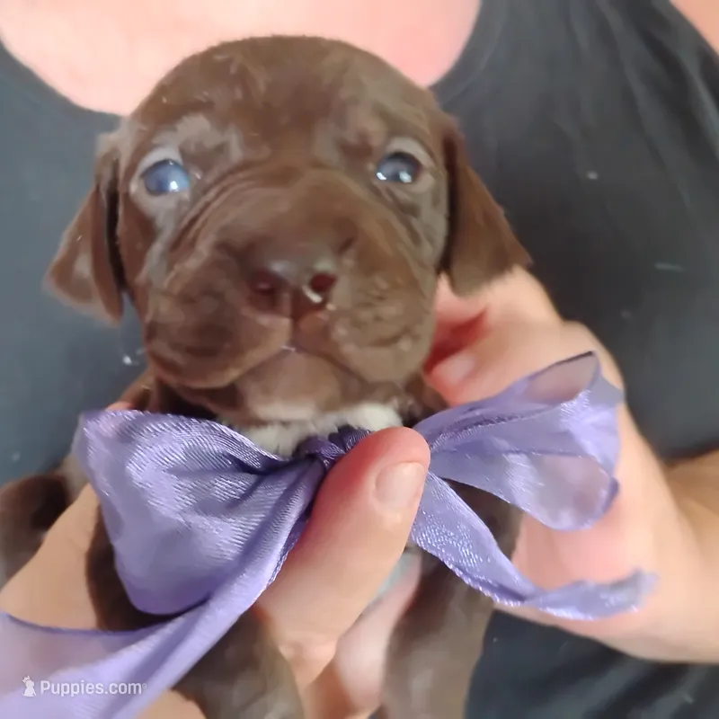 Lil' Perch  – German Shorthaired Pointer puppy for sale in Defuniak Springs, FL