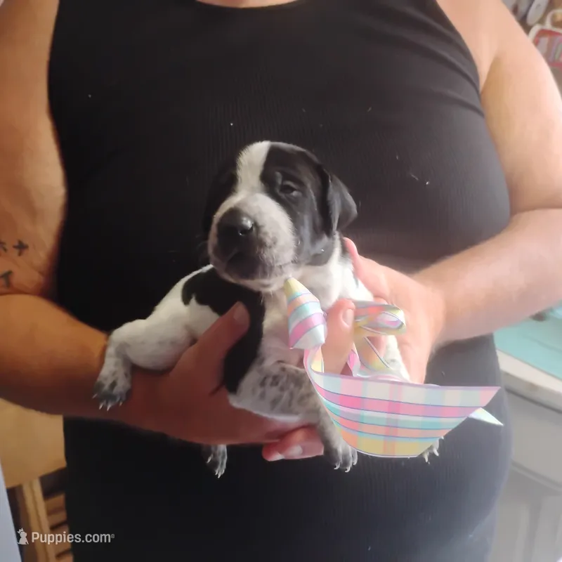 Betsy – German Shorthaired Pointer puppy for sale in Defuniak Springs, FL