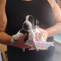 Betsy, a female German Shorthaired Pointer for sale in Defuniak Springs, FL – 1 of 10