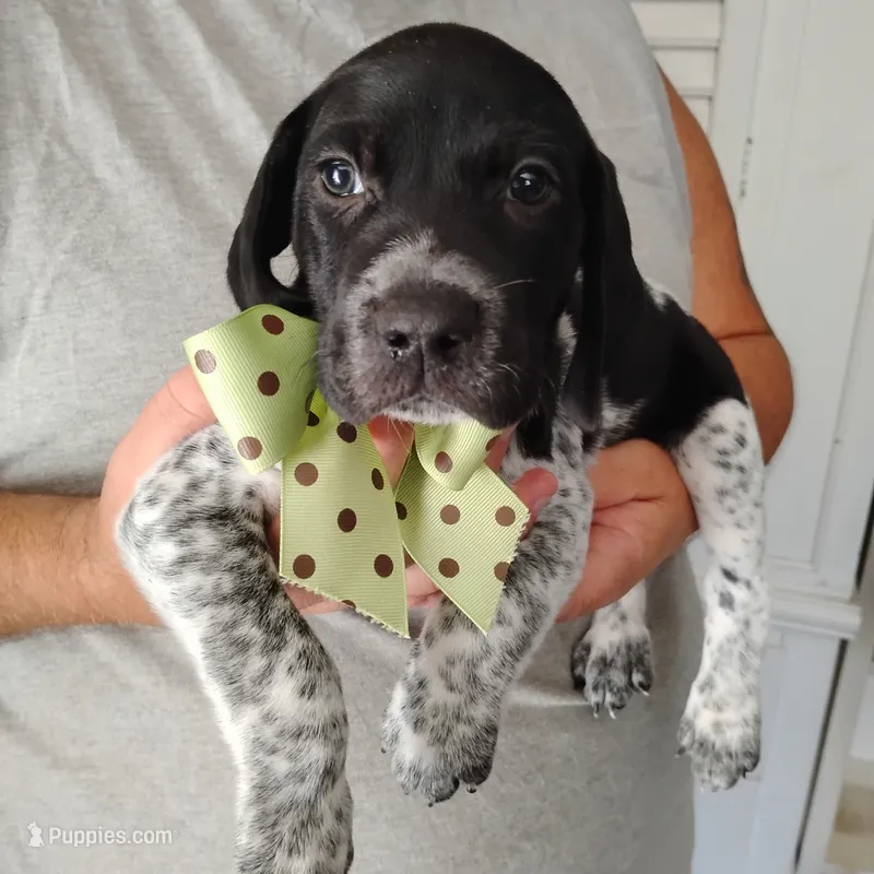 Spumoni  – German Shorthaired Pointer puppy for sale in Defuniak Springs, FL
