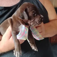 Remora, a female German Shorthaired Pointer for sale in Defuniak Springs, FL – 5 of 6