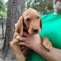 Woodrow, a male Labrador Retriever for sale in Defuniak Springs, FL – 2 of 9