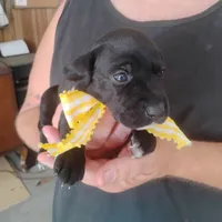 Audrey, a female German Shorthaired Pointer for sale in Defuniak Springs, FL – 6 of 9