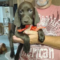Speedy Gonzales, a male German Shorthaired Pointer for sale in Defuniak Springs, FL – 4 of 7