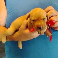 Rose, a female Labrador Retriever for sale in Defuniak Springs, FL – 4 of 7