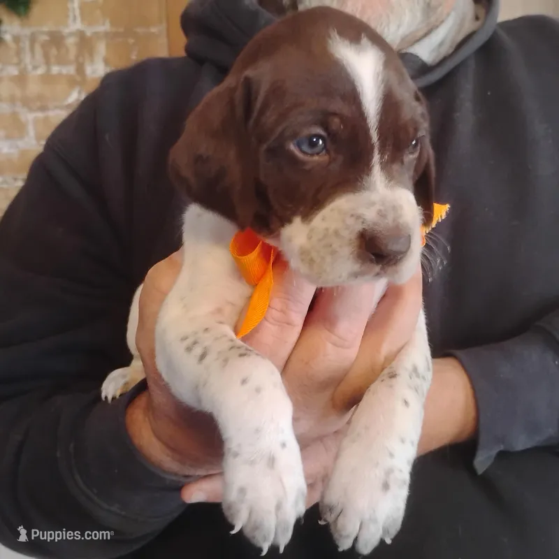 Skip – German Shorthaired Pointer puppy for sale in Defuniak Springs, FL