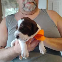 Skip, a male German Shorthaired Pointer for sale in Defuniak Springs, FL – Photo 4 of 7