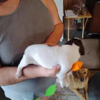 Skip, a male German Shorthaired Pointer for sale in Defuniak Springs, FL – Photo 7 of 7